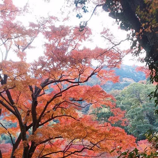 見事に色づいた園内の紅葉