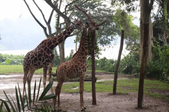 シンガポール動物園のキリン