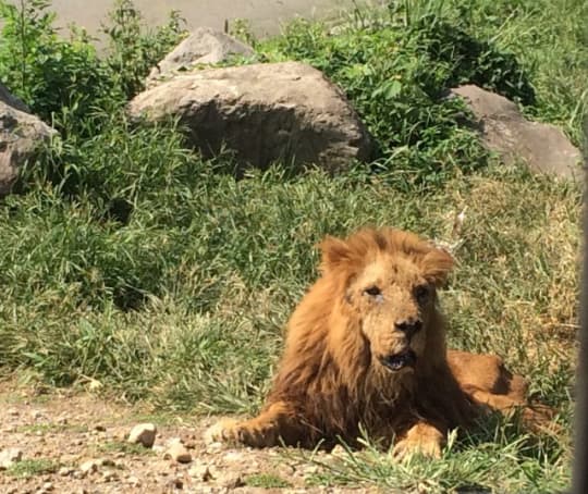 九州自然動物園アフリカンサファリ