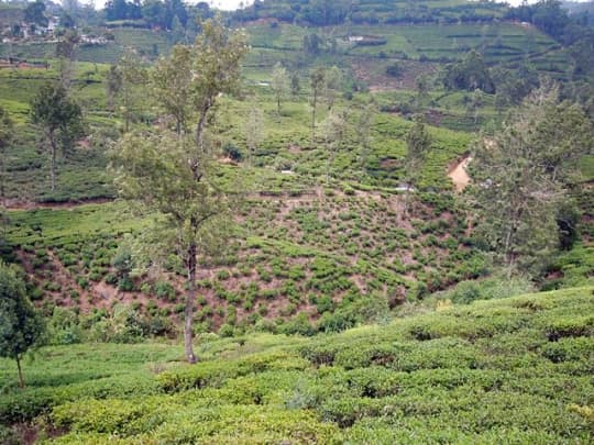 ヌワラエリヤの茶畑の風景