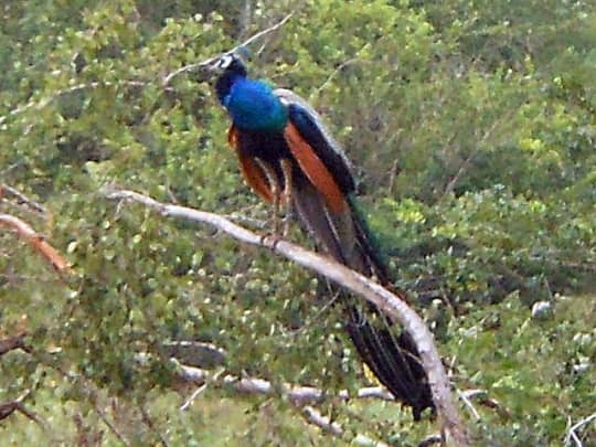 ウダ・ワラウェ国立公園の野鳥