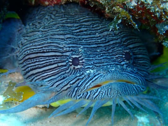 メキシコ　カンクンの海で見た生物