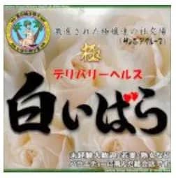 白いばら