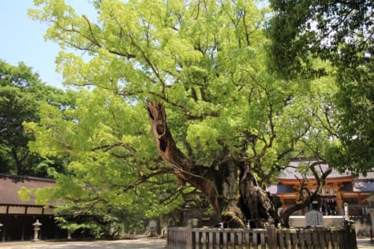 大山祇神社　クスノキ　近景