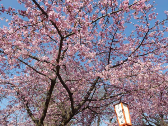 世良田東照宮　桜と灯籠