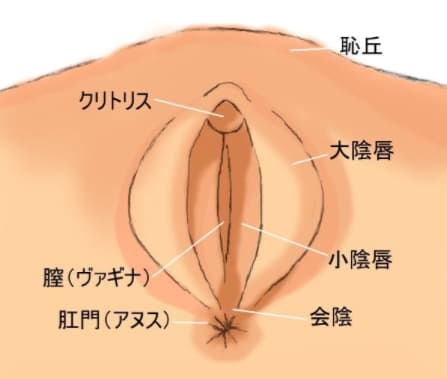 アナル図解