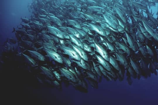 TUNA4