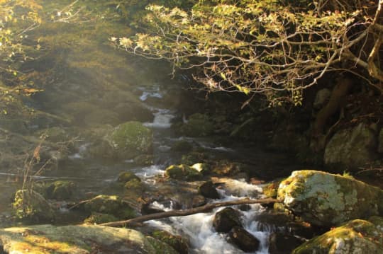 花園神社を流れる川