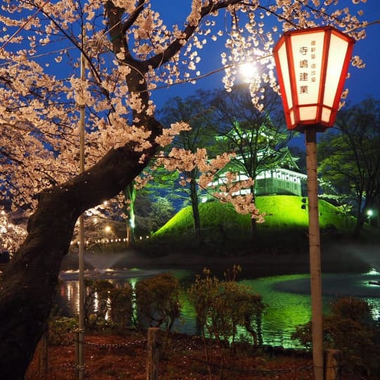 上越高田の夜桜