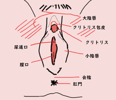 まんこの基礎知識