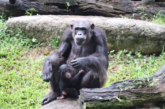 シンガポール動物園の猿