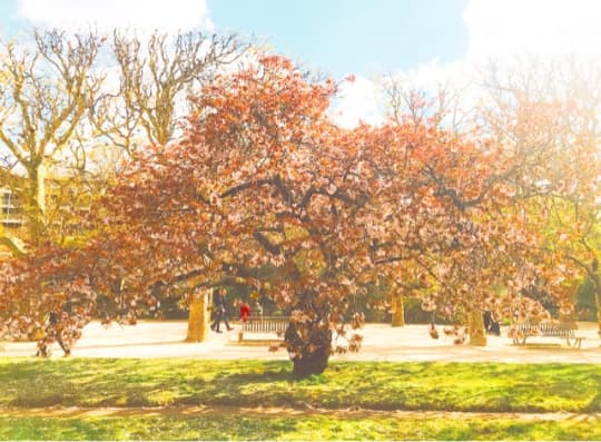 植物園内の桜の木