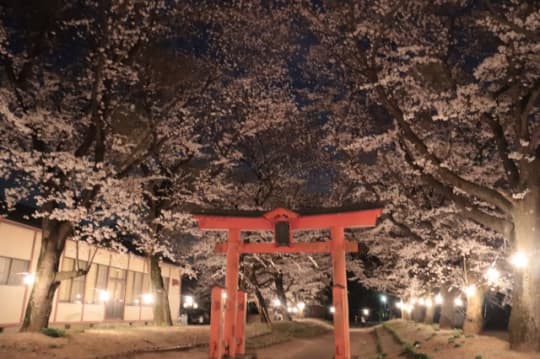 東蕗田天満社の夜桜