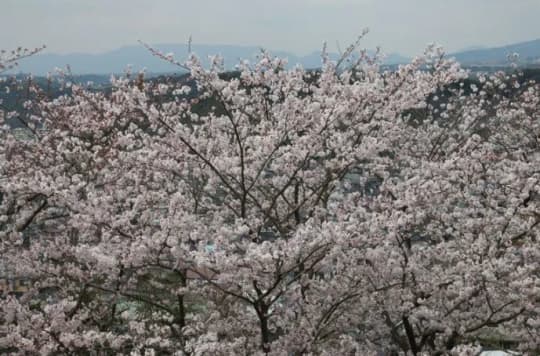 夏蔭公園