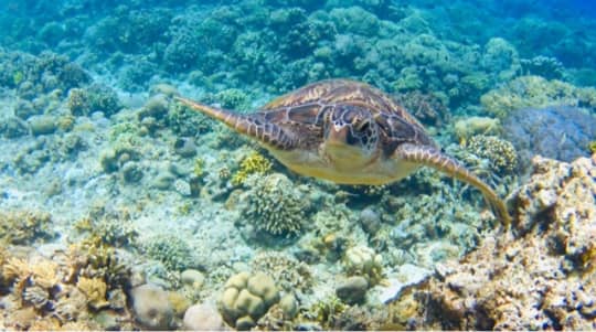 メナドの海を泳ぐ大きなウミガメ