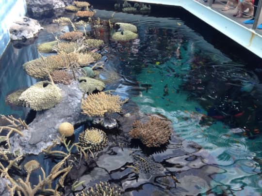 リスボン水族館の水槽を上から見た写真