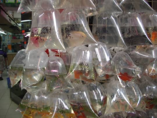 きんぎょ