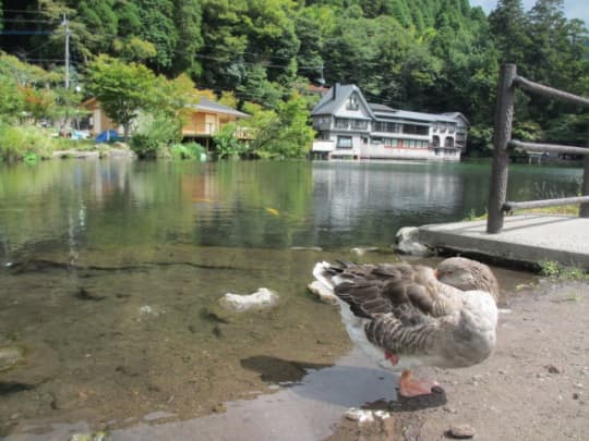 金鱗湖の鳥