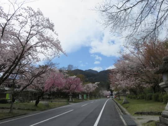 日吉大社参道