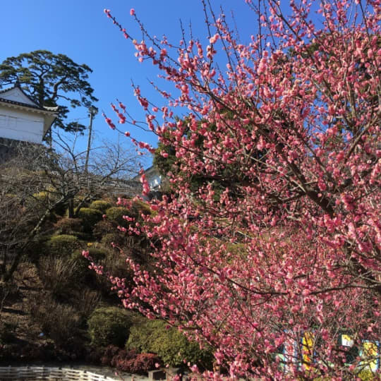 小田原城　梅林