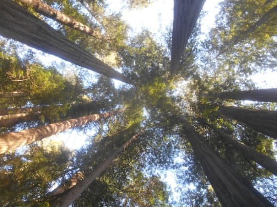 レッドウッド国立・州立公園の木