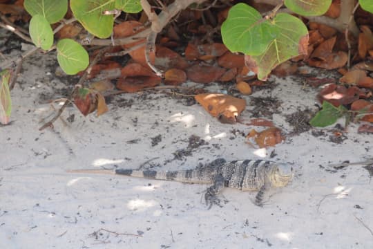 メキシコの野生のイグアナ