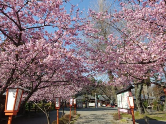 世良田東照宮　桜