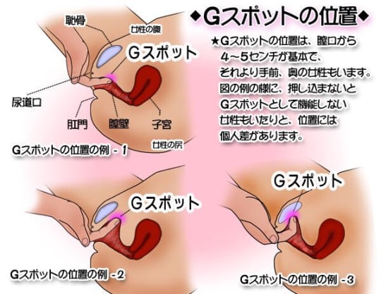 Gスポットの位置