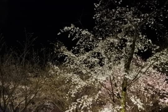 夜桜