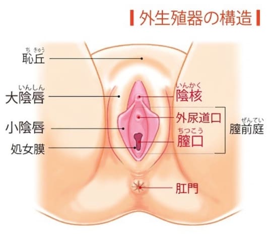 外性器