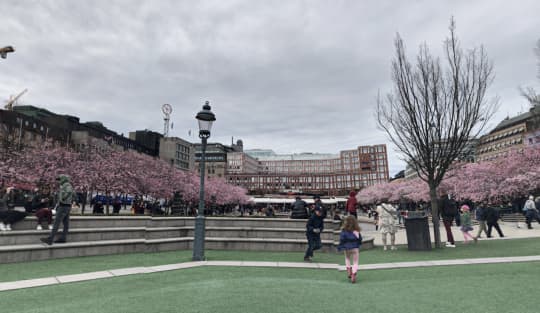 王立公園の桜