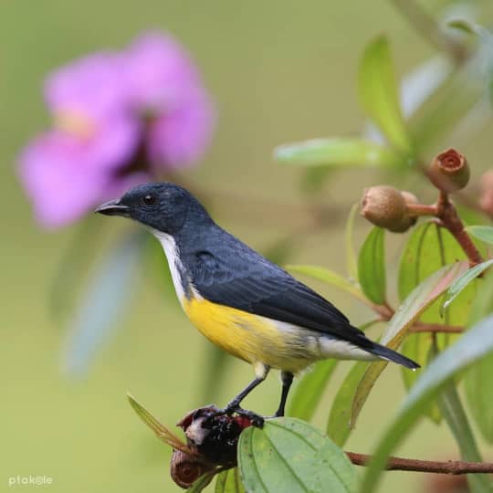 シンハラージャ森林保護区の野鳥