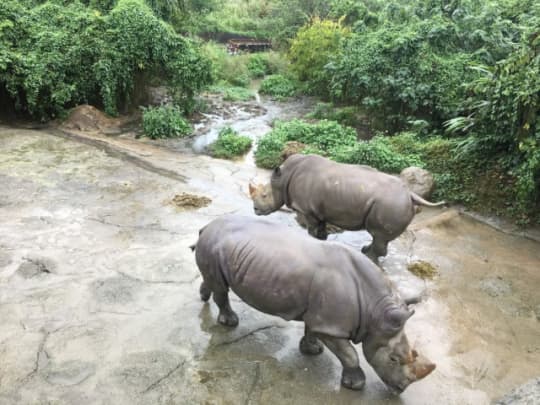 台湾のサイ