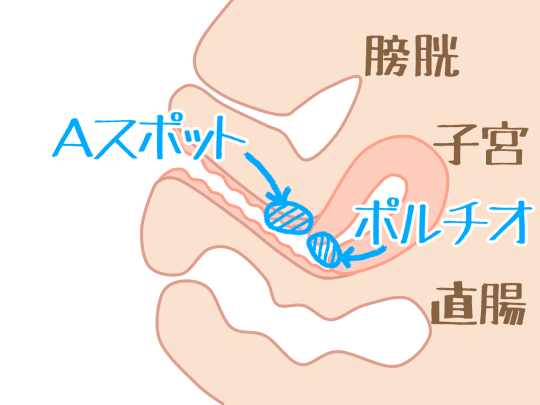 ポルチオとAスポットの説明画像