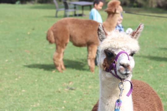 Alpaca Farm