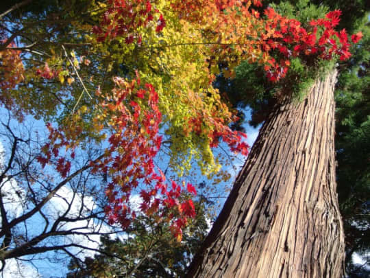 恵林寺　山内　紅葉