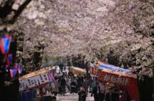 赤城南面千本桜
