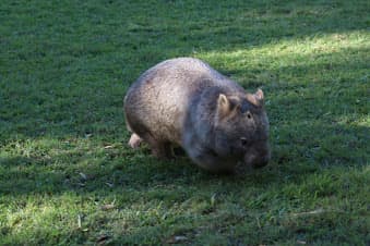 Australia zoo