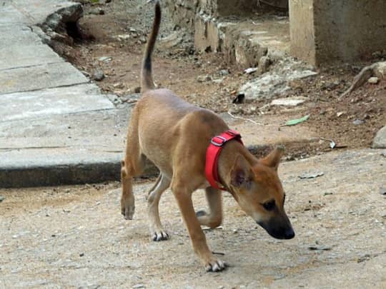 首輪をしているが自由に歩きまわっている街中の犬（キャンディ）