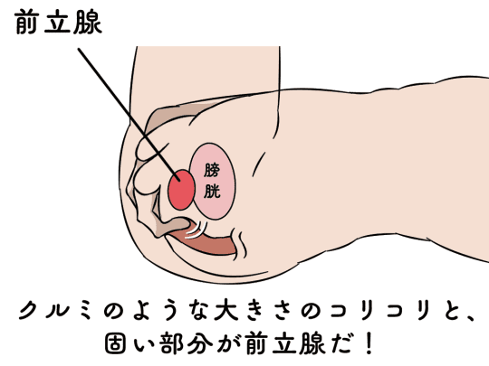 ゲイ アナル