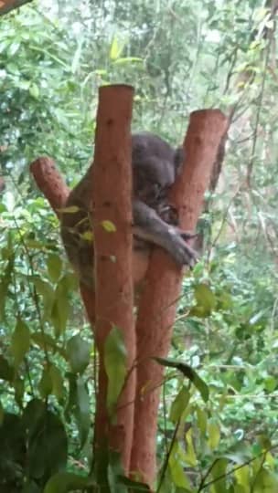 ハートリーズ動物園コアラ