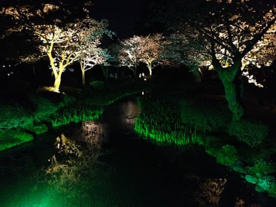 兼六園の夜桜　その1