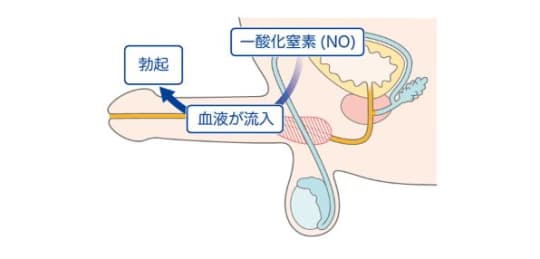 勃起の流れ