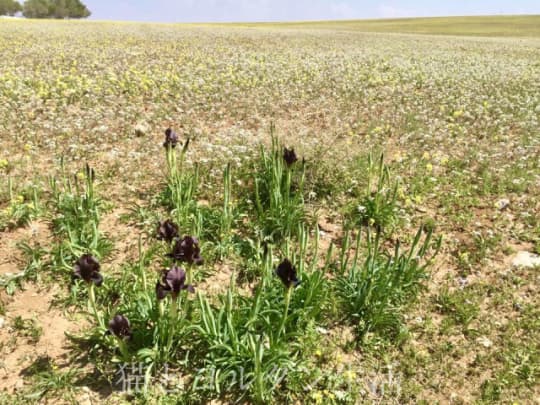 ヨルダン国花、ブラックアイリス(Iris Nigricans)