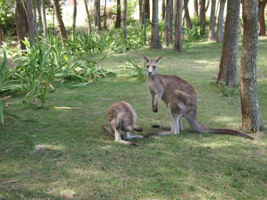 モリセットパークの野生カンガルー