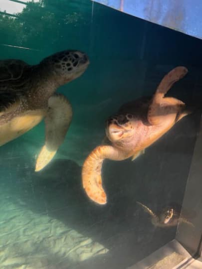 ニューカレドニアの水族館