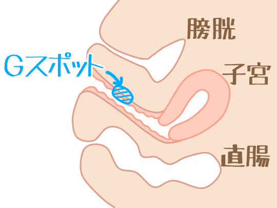 Gスポット説明画像