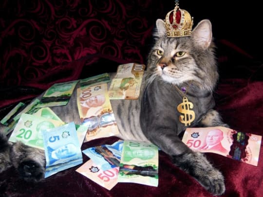 VIPな猫