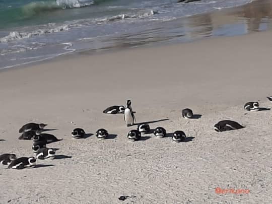 ボルダーズビーチ　ペンギン