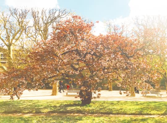 パリ植物園のピンクの桜の木